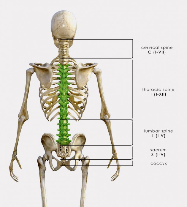 T3 - L5 STABILIZATION