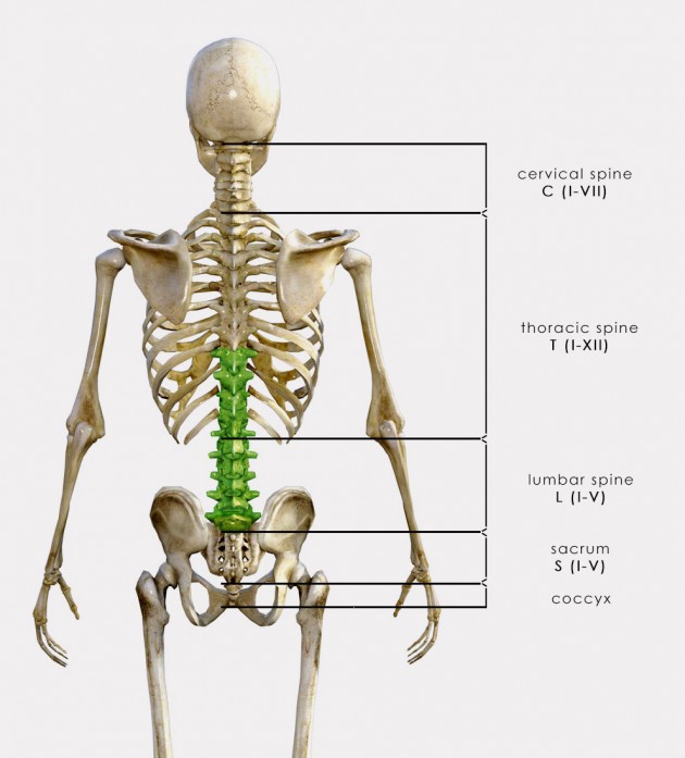 T9 - L5 STABILIZATION