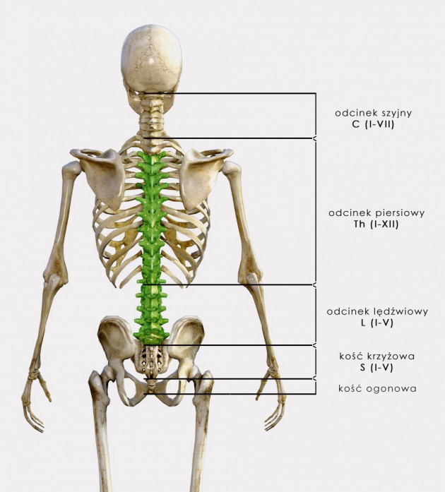 STABILIZACJA Th3 - L5